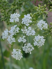 Conium maculatum