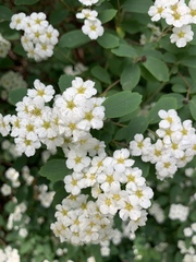 Spiraea × vanhouttei