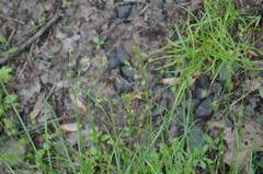 Carex atlantica