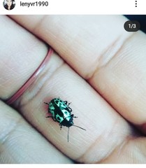 Zygogramma signatipennis