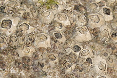 Chthamalus antennatus