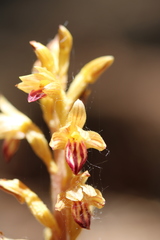 Corallorhiza striata vreelandii