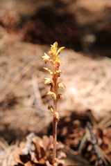 Corallorhiza striata vreelandii
