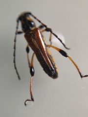 Stenopterus ater