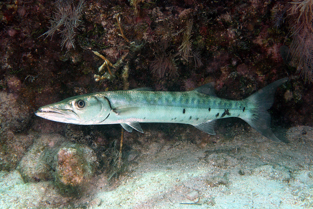 Great Barracuda (Sphyraena barracuda) Marine Life Identification