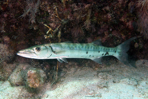 Great Barracuda