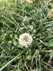 Trifolium repens