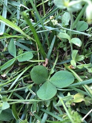 Trifolium repens