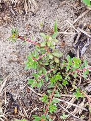 Portulaca amilis