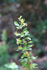 Berberis fendleri