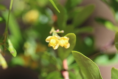 Berberis fendleri