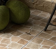 Anolis