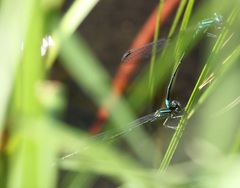 Enallagma divagans