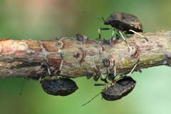 Platycoris bipunctatus