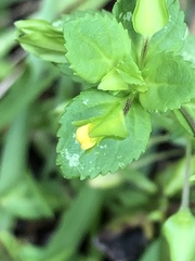 Mecardonia procumbens