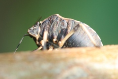 Platycoris bipunctatus