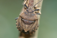 Platycoris bipunctatus