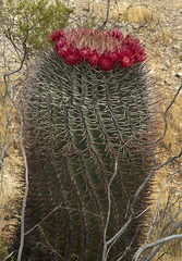 Ferocactus emoryi emoryi