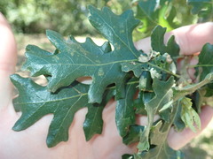 Neuroterus saltatorius