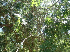 Neuroterus saltatorius