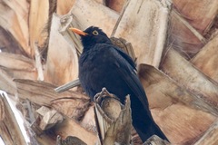 Turdus merula