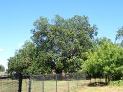 Neuroterus saltatorius