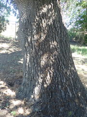 Neuroterus saltatorius