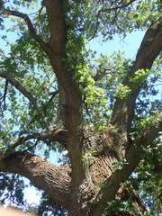 Neuroterus saltatorius