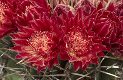 Ferocactus emoryi emoryi