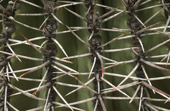 Ferocactus emoryi emoryi