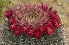 Ferocactus emoryi emoryi