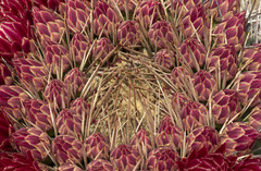 Ferocactus emoryi emoryi