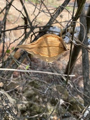 Gonolobus uniflorus