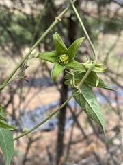Gonolobus uniflorus