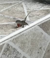Anolis sagrei
