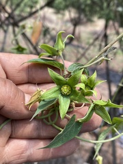 Gonolobus uniflorus