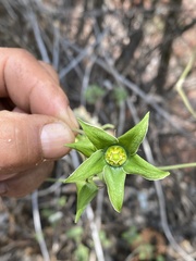 Gonolobus uniflorus
