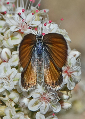 Brephidium exilis