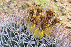 Ferocactus emoryi emoryi