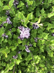 Syringa vulgaris