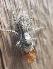 Menemerus taeniatus