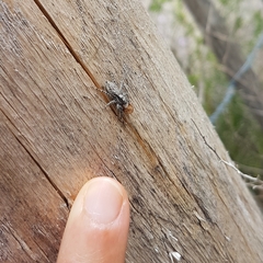 Menemerus taeniatus