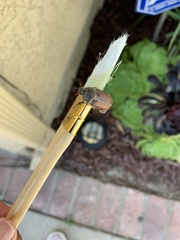 Melolonthinae