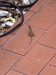 Anolis sagrei