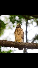 Buteo lineatus