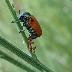 Labidostomis
