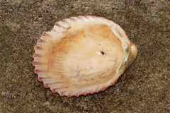 Vasticardium vertebratum