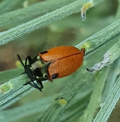 Labidostomis