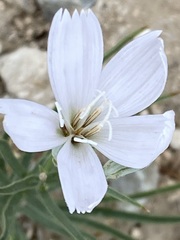 Lygodesmia grandiflora