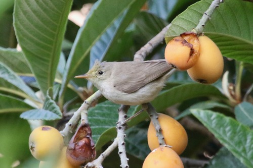 Western Olivaceous Warbler, photo 3 of 10